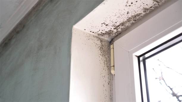 Reliable Montebello, CA Mold Remediation Solutions