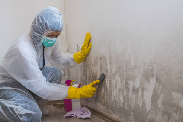 Best Mold Testing and Inspection Services in Montebello, CA