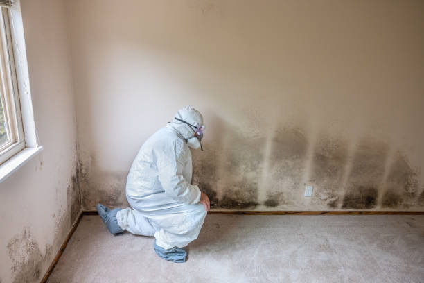 Best Insurance-Related Mold Remediation in Montebello, CA
