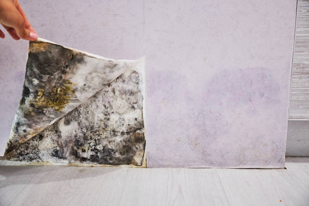 Best Emergency Mold Remediation in Montebello, CA